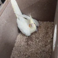 عروس هلندی ماده