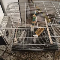 قفس|لوازم جانبی حیوانات|نیشابور, شهرک فرهنگیان|دیوار