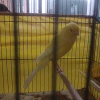 قناری رسمی بلند|پرنده|یزد, |دیوار