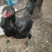 مرغ لاری