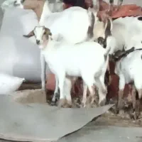 سه عدد بز کهره دار|حیوانات مزرعه|بندرعباس, |دیوار