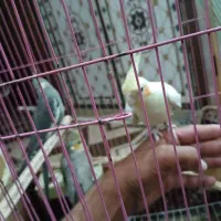 عروس هلندی|پرنده|شادگان, |دیوار