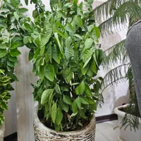 گل پدیلانتوس|گل و گیاه طبیعی|اصفهان, کارلادان|دیوار