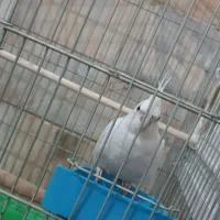 عروس هلندی آلبینو