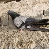 کبوتر نوک ریزک