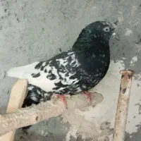 نروماده