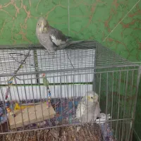 مرغ عشق و عروس هلندی|پرنده|خمینیشهر, |دیوار