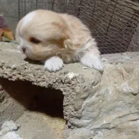 پامر|سگ|کنگاور, |دیوار