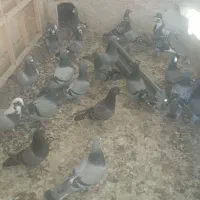 حدودا ۵۰عدد کبوتر پلاکی و عرب و به فروش می رسد