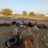 دامداری بزرگ در رباط کریم شبانه روزی