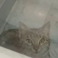 گربه گمشده