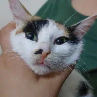 بچه گربه کالیکو شیطون رایگان|گربه|اهواز, سپیدار|دیوار