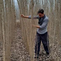 صنوبر 4 ساله|خدمات باغبانی و درختکاری|فیروزآباد (آذربایجان), |دیوار