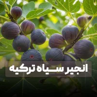 نهال اضافه + کود رایگان برای نمایندگان جدید|خدمات باغبانی و درختکاری|سرپل ذهاب, |دیوار