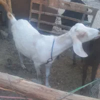بزبادوبزغاله