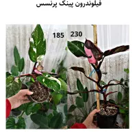 حراج واقعی گل و گیاه به علت کمبود جا|گل و گیاه طبیعی|قائن, |دیوار