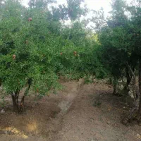 باغ درمنطقه  خوش اب هوا و تاریخی|فروش دفتر صنعتی، کشاورزی، تجاری|سیدان, |دیوار