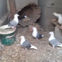 کبوتر پشت گراف