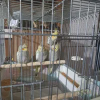 عروس هلندی|پرنده|قرچک, زیبا شهر|دیوار