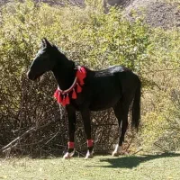 کره اسب پنج نشان معاوضه با مادیان