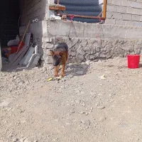 سگ گمشده