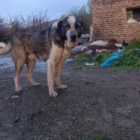 واگذاری سگ عراقی