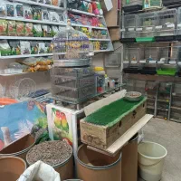 دنیای عروس هلندی