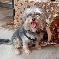 سگ شیتزو خانگی|سگ|تبریز, |دیوار