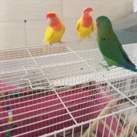 کوکوتوله گمشده