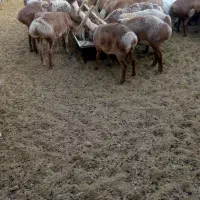 کود گوسفند بدون خاک