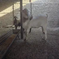 تک شاد یا همون نربز دو دندان|حیوانات مزرعه|نصر آباد, |دیوار