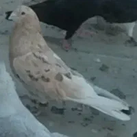 کبوترگمشده