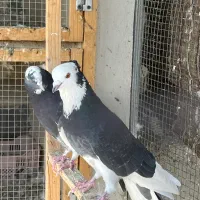 کبوتر کفتر پشت زرد خالدار و شازده سرور سیاه|پرنده|تهران, نارمک جنوبی|دیوار