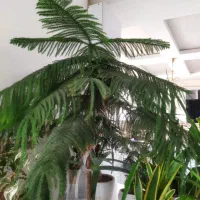 گل و گیاه طبیعی|گل و گیاه طبیعی|تهران, تهرانپارس شرقی|دیوار