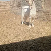تکه