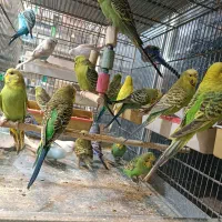 مرغ عشق انگلیسی عمده|پرنده|اسلام‌شهر, مطهری|دیوار