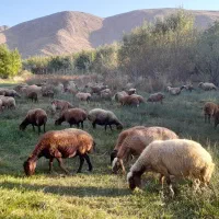 گوسفنده داشتی با بره ۵۰جفت