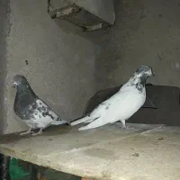 کفتر|پرنده|سیلاخور, |دیوار