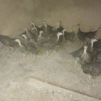 جوجه بوقلمون .بوقلمون کرچ و بالغ و تخم نطفه دار|حیوانات مزرعه|خواف, |دیوار