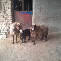 فروش میش بره