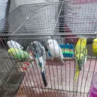 شش عدد مرغ عشق