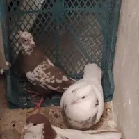 کفتر میزان|پرنده|قزوین, |دیوار