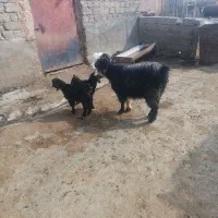 بز دو قلوزا