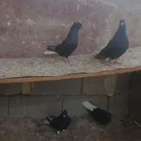 ۳ جفت سیاه دم سفید|پرنده|شادگان, |دیوار