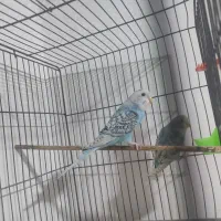 جفت مرغ عشق اسپانگل