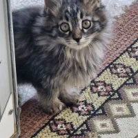 گربه نژادار دو ماه|گربه|سبزوار, هفت تیر|دیوار