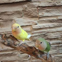 طوطی برزیلی صورت هلویی