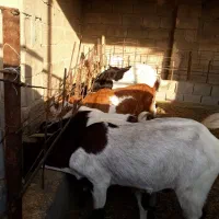 ۸بز وبیگ دوقلوزای نژدی/کهره/نر