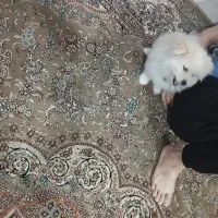 توله پامرانین