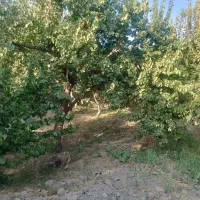 1100متر باغ|فروش زمین و ملک کلنگی|ملارد, |دیوار